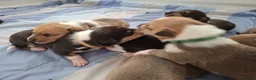 Schotse Herdershond korthaar honden te koop: Schotse herdershond korthaar  - Advertentie 13