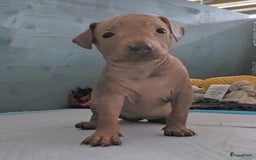 Mexicaanse Naakthond honden te koop: Mexicaanse Naakthond Miniatuur, Xolo, met vacht - Afbeelding 12