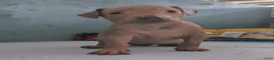 teefje hairless