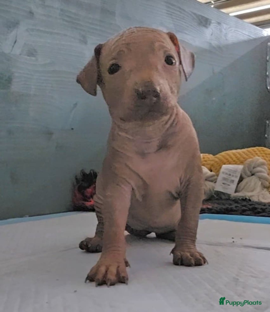 Mexicaanse Naakthond honden te koop: Mexicaanse Naakthond Miniatuur, Xolo, met vacht - Afbeelding 12