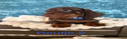 Teckel (korthaar)  honden te koop: 5 teckel mannetjes - Advertentie 4