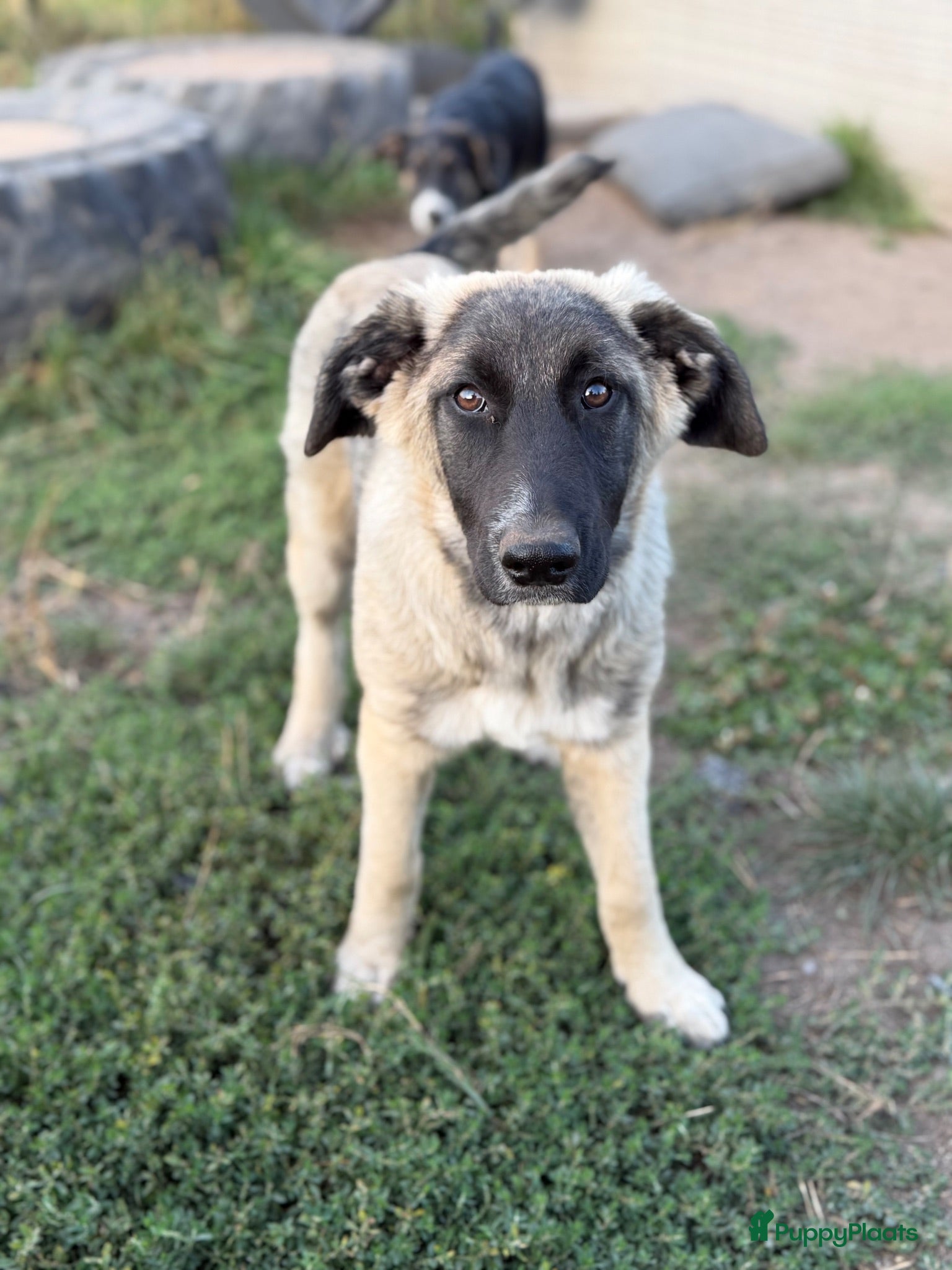 Anatolische Herdershond honden Diesel - Advertentie 3