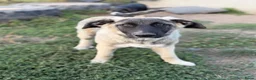 Anatolische Herdershond honden ter adoptie: Diesel - Advertentie 1