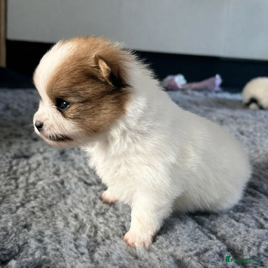 Pomeriaan honden te koop: Alle pups zijn gereserveerd ❤️ - Advertentie 2