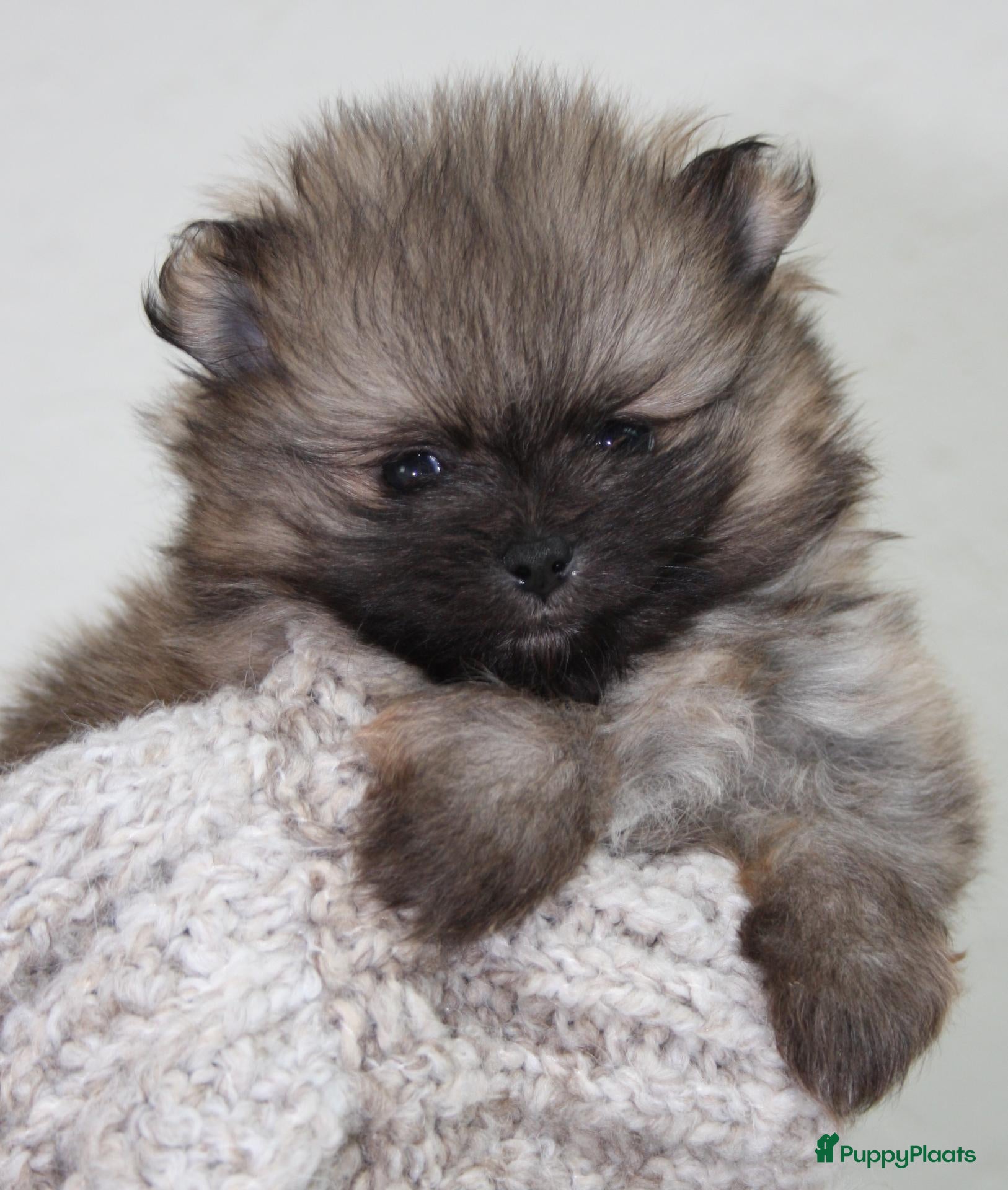 Pomeriaan honden dwergkees/pomeriaan pups geboren - Advertentie 2
