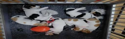 Jack Russel Terriër honden te koop: Jack Russell pups te koop - Advertentie 14