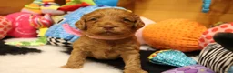 Australian Labradoodle honden te koop: 1 teefje en 3 reutjes Australian labradoodle pups - Advertentie 33