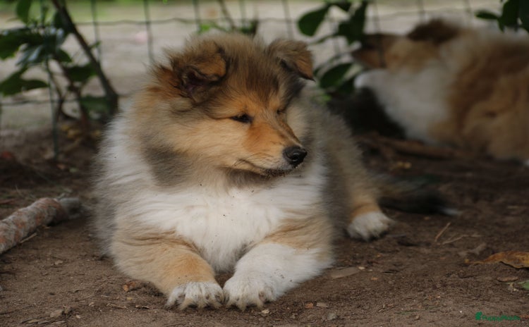 Schotse Herdershond langhaar honden - Advertentie 12