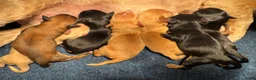 Havanezer honden te koop: Prachtige Havanezer pups verwacht - Advertentie 2