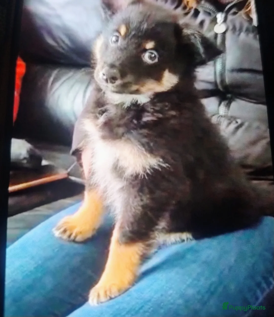 Kruising honden te koop: Chihuahua mix pups reutjes - Advertentie 5