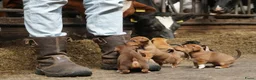Jack Russel Terriër honden te koop: Stoere Jack Russel pups beschikbaar - Advertentie 20