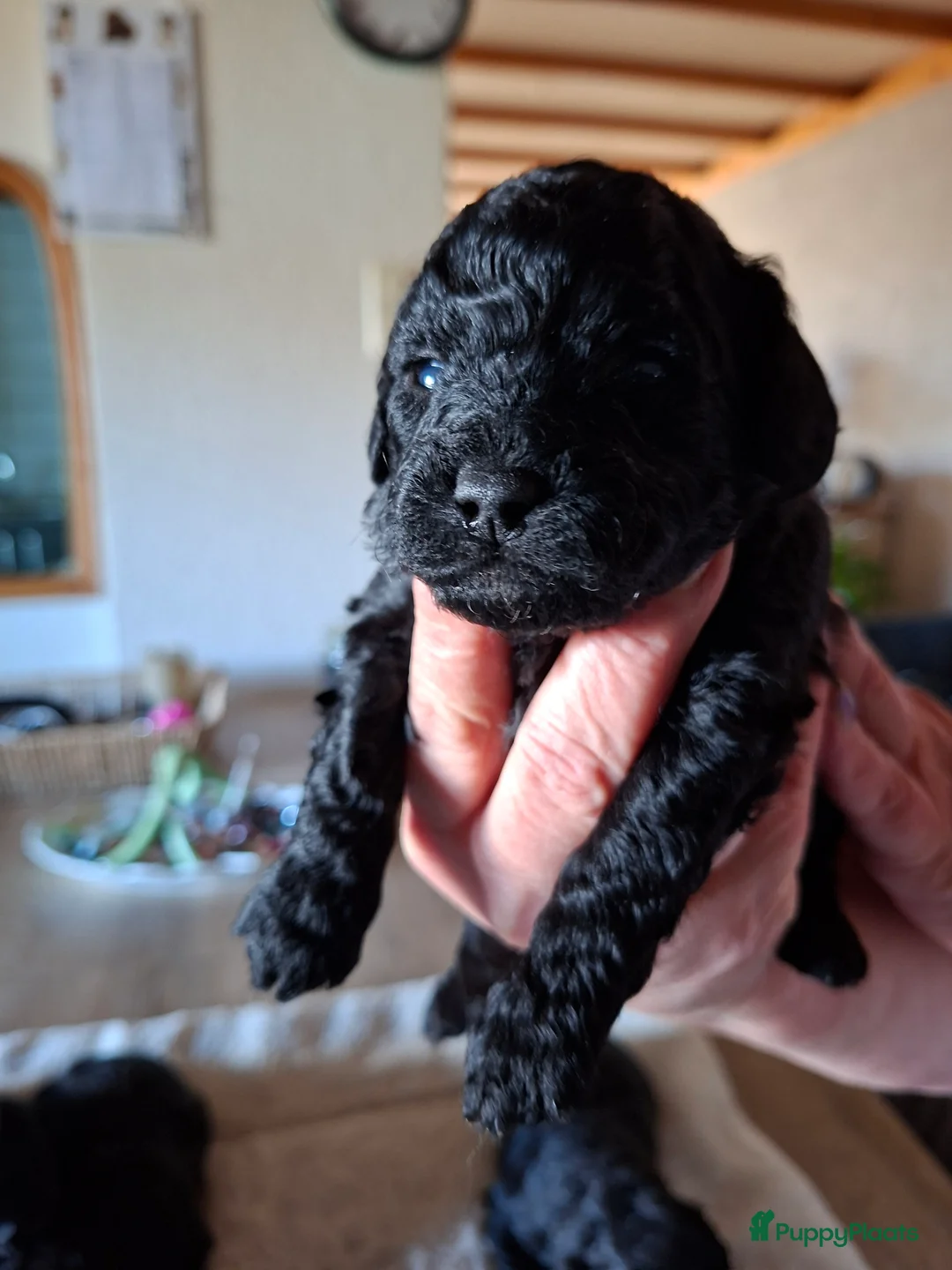 Shihpoo honden te koop: Te koop aangeboden Shihpoopups - Advertentie 6