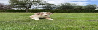 Kruising 7