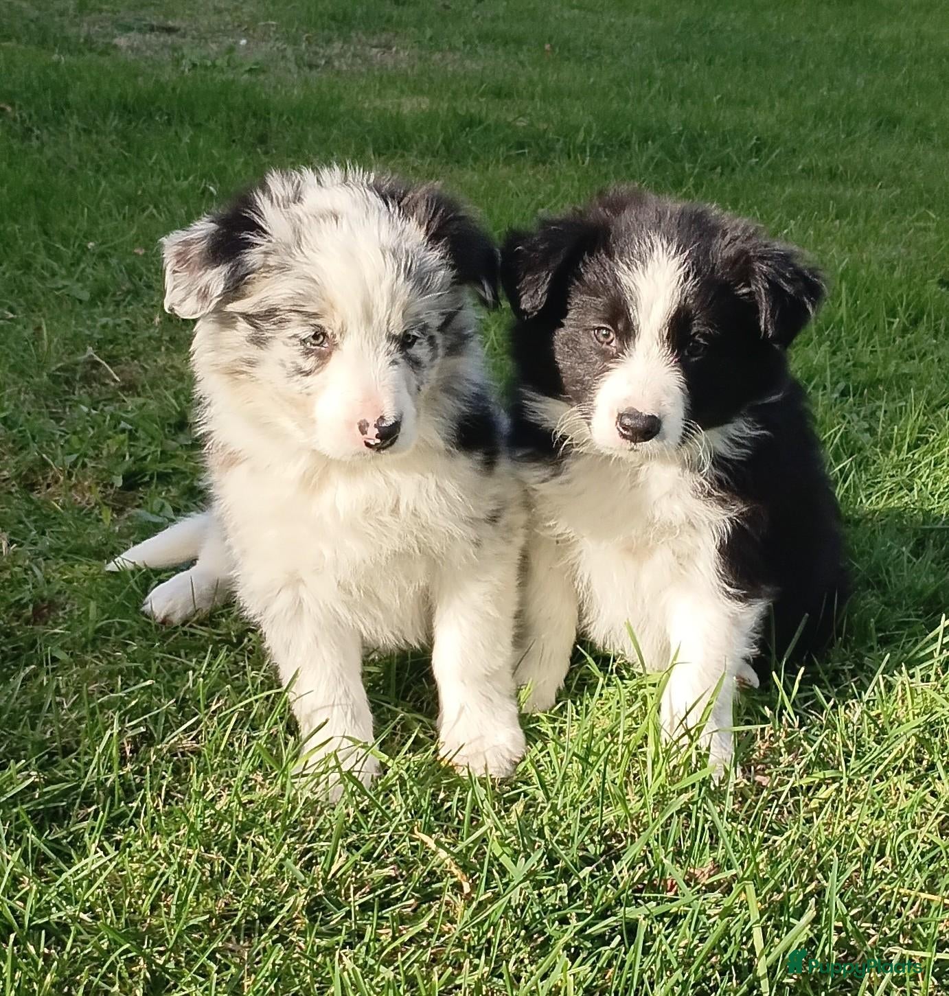Border Collie honden te koop: Border Collie pups - Advertentie 4