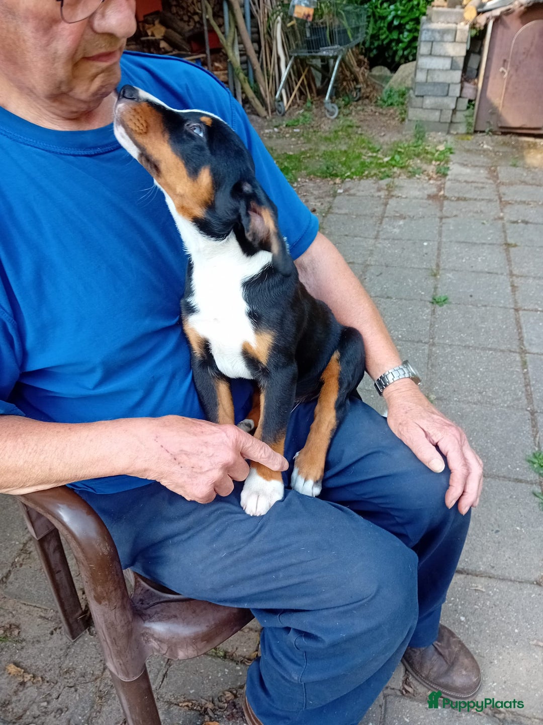 Appenzeller Sennenhond honden te koop: 2 pups reu - Afbeelding 4