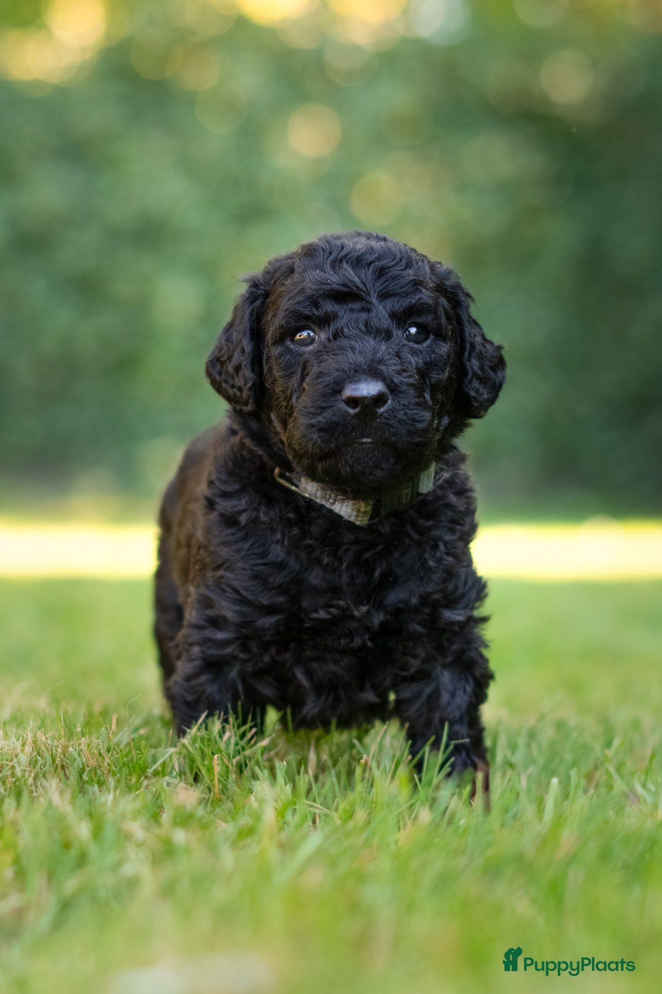 Labradoodle honden te koop: Prachtige Labradoodle pups mogen verhuizen  - Advertentie 13