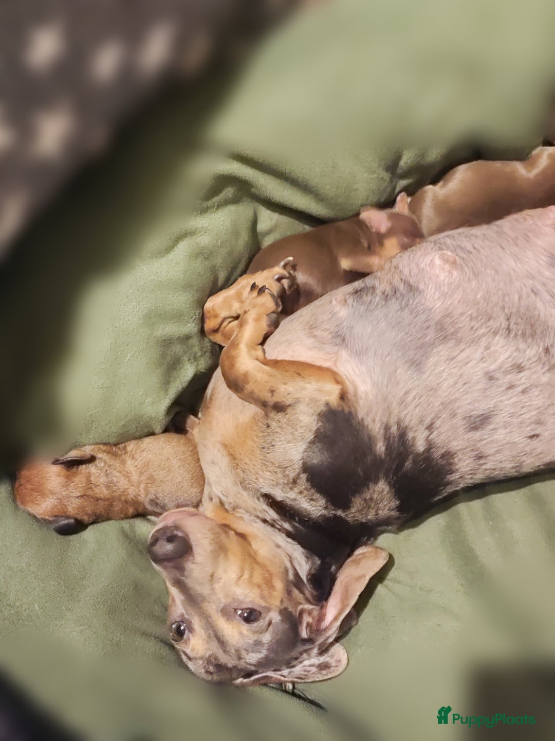 Teckel (korthaar)  honden te koop: Prachtige dwergteckel pupjes - Advertentie 11