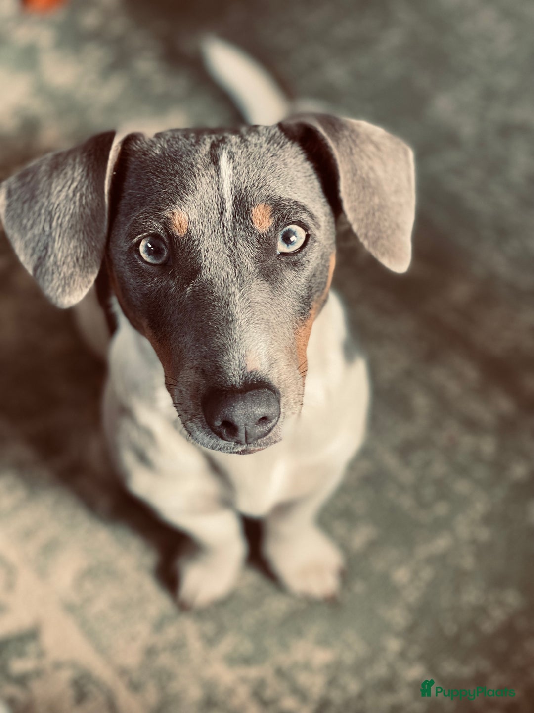 Jack Russel Terriër honden te koop: Jack russel pups - Advertentie 2