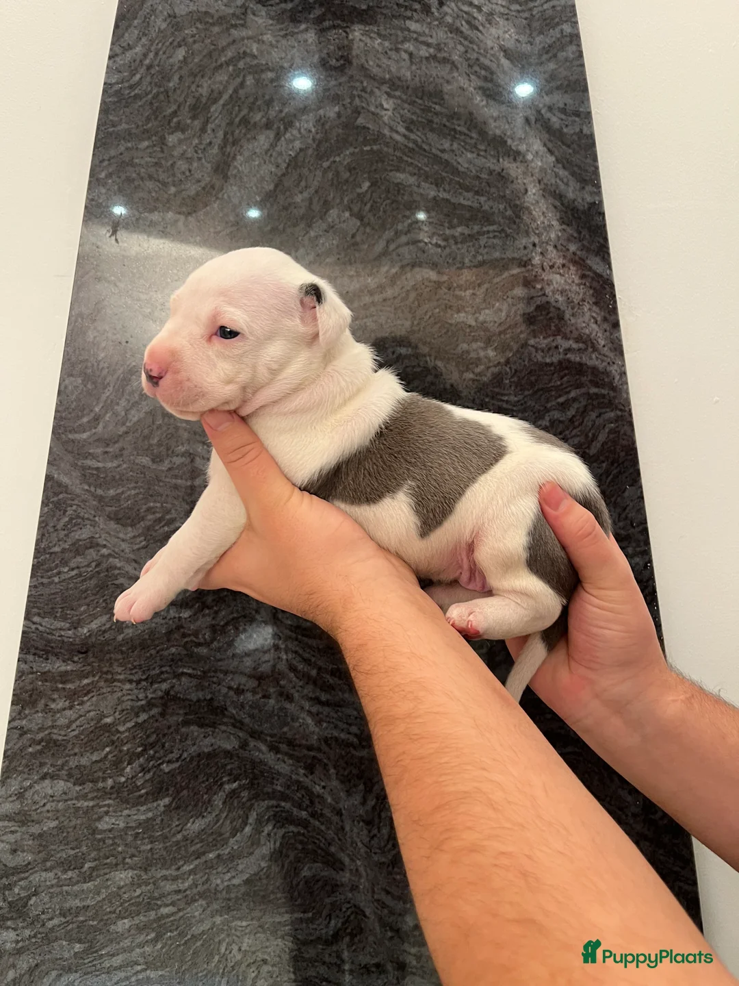 American Staffordshire Terriër honden te koop: Amerikaanse Stafford Pups - Advertentie 7