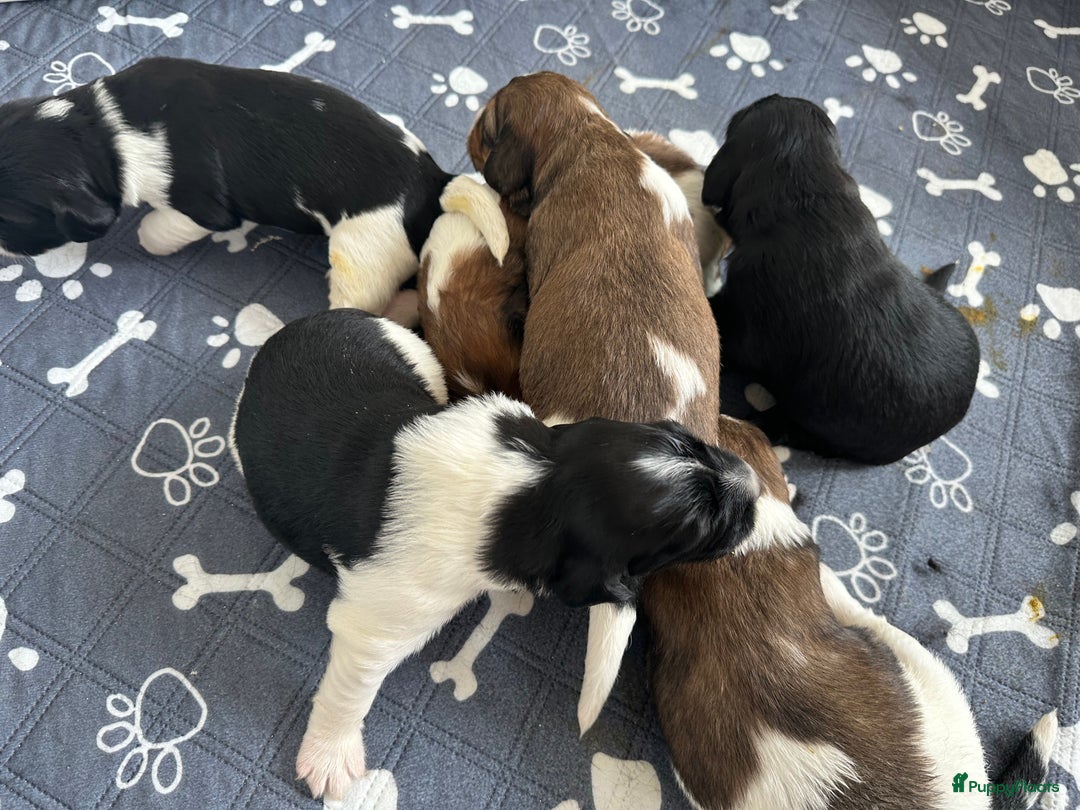 Kruising honden te koop: Nog 2 knuffelbare kruising puppy’s beschikbaar  - Afbeelding 29