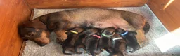 Ruwhaar Teckel honden te koop: Ruwharige Teckel pups (standaard) te koop in Balgoij - Advertentie 5