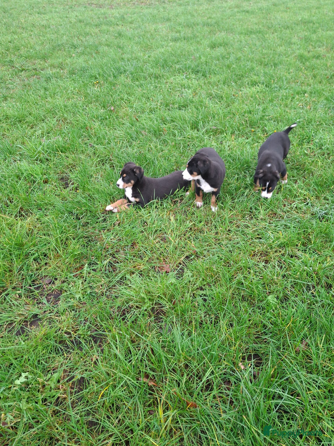 Grote Zwitserse Sennenhond honden te koop: Grote zwitserse sennen pups - Advertentie 8