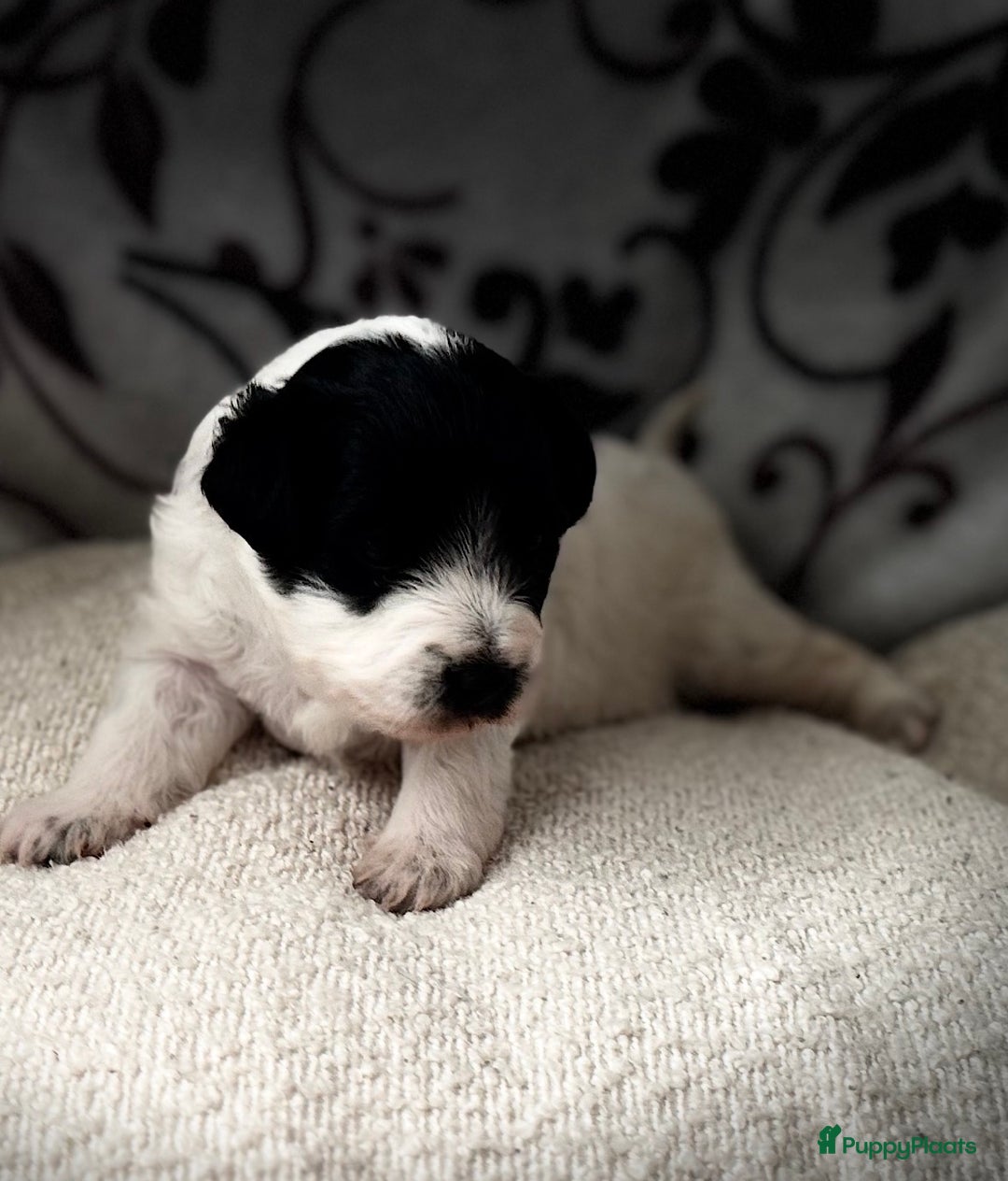 Kruising honden te koop: Kruising Maltipoo/ boomer nog 1 beschikbaar - Advertentie 12