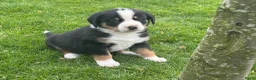 Appenzeller Sennenhond honden te koop: Lieve puppy’s  in Kruiningen - Advertentie 8