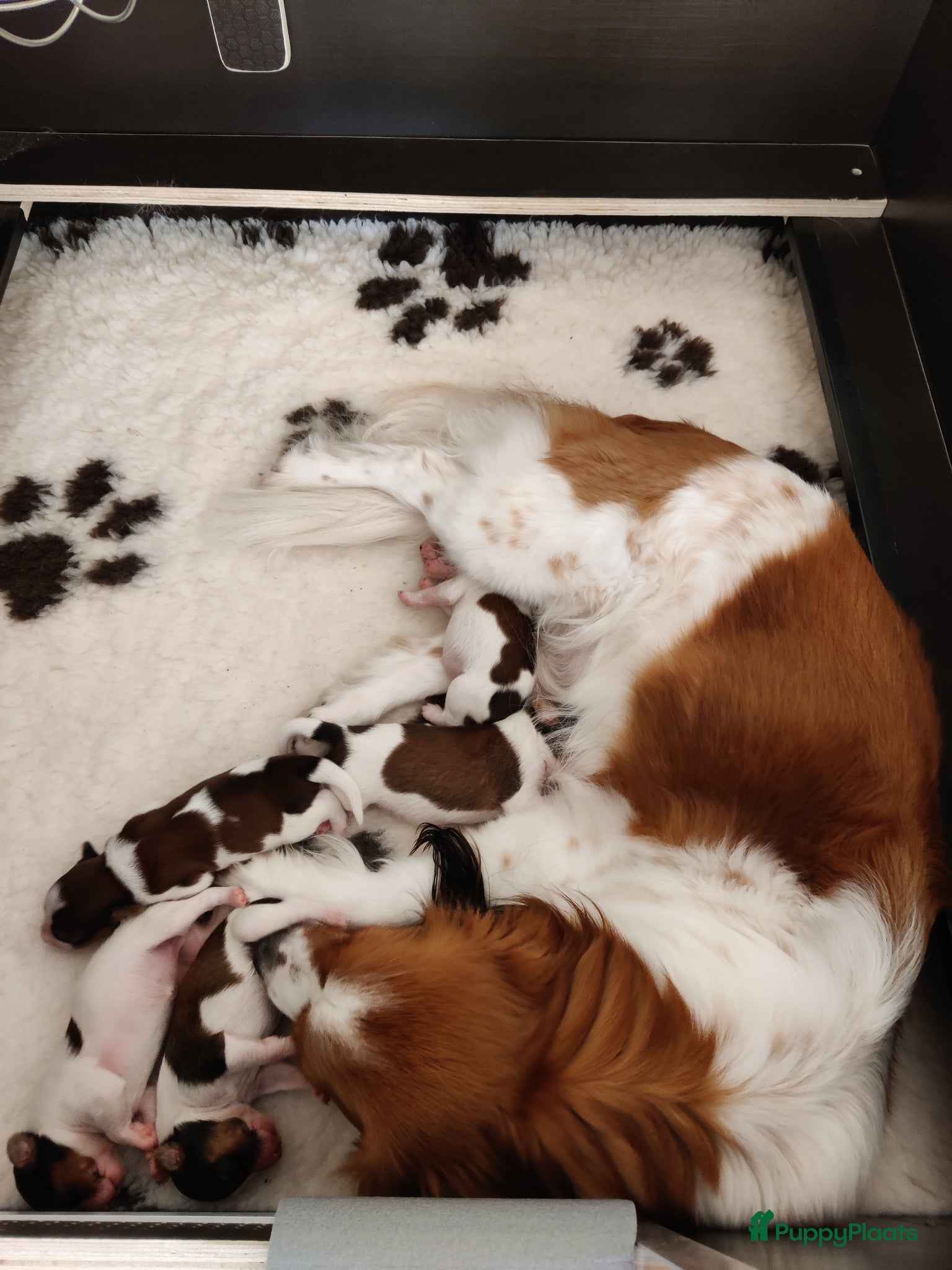 Kooikerhondje honden Raszuivere Kooiker pups nog 3 reutjes beschikbaar. - Advertentie 1