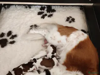 Kooikerhondje honden Raszuivere Kooiker pups nog 3 reutjes beschikbaar. - Advertentie 2