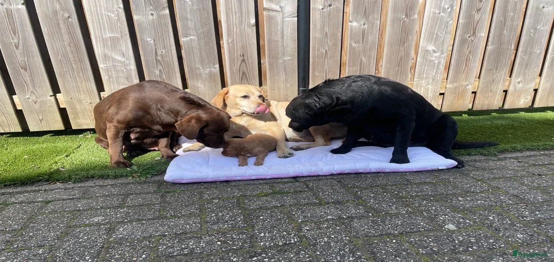 Galerij afbeelding {{count}}