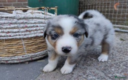 Australian Shepherd honden te koop: Australian Shepherd x Bordercollie pups in Linde - Afbeelding 24