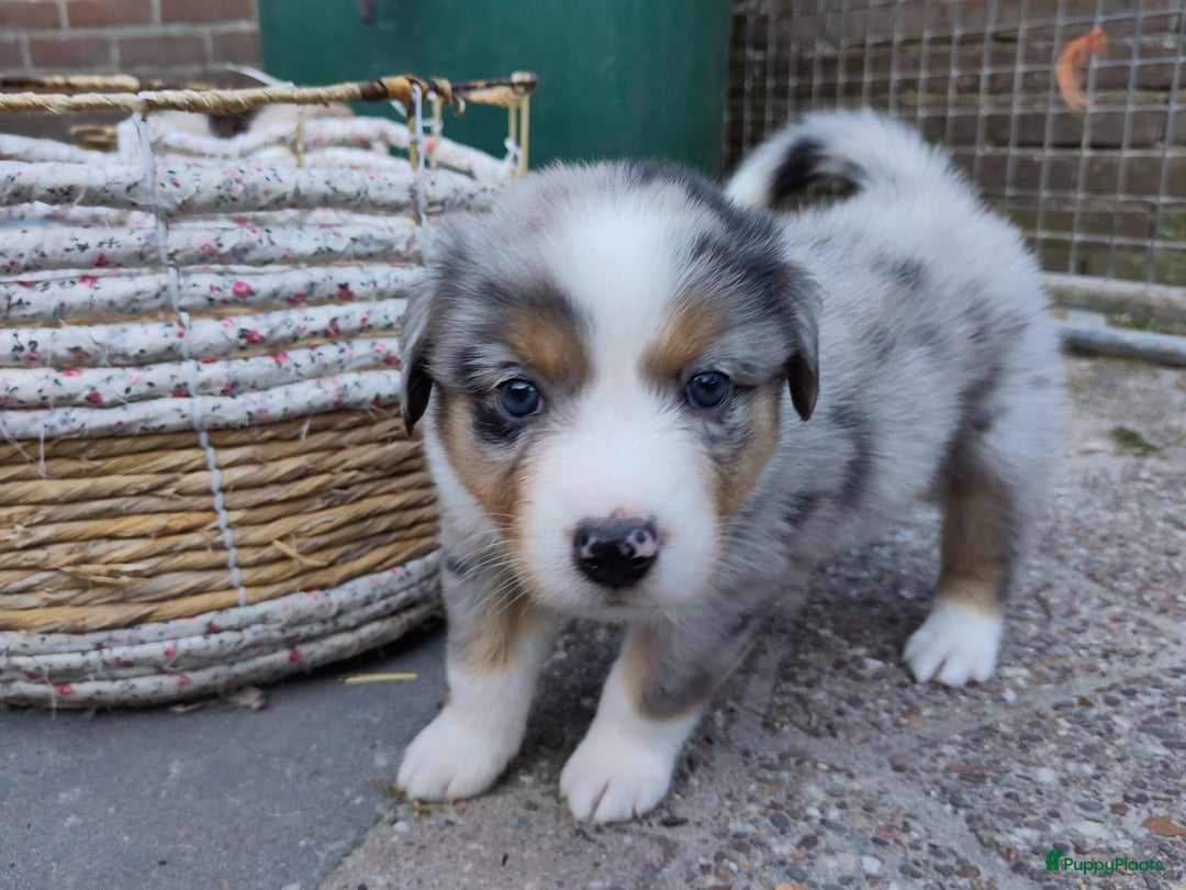 Australian Shepherd honden te koop: Australian Shepherd x Bordercollie pups in Linde - Afbeelding 24