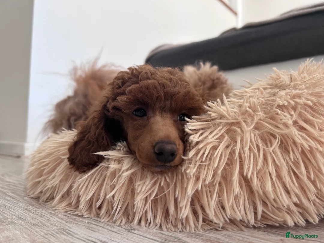 Galerij afbeelding {{count}}