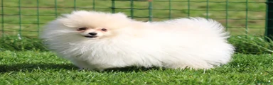 Pomeriaan Puppy 1