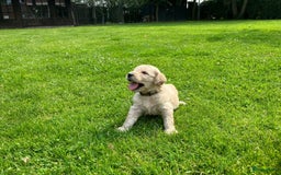 Goldendoodle honden te koop: F1 Goldendoodle pups - Afbeelding 9