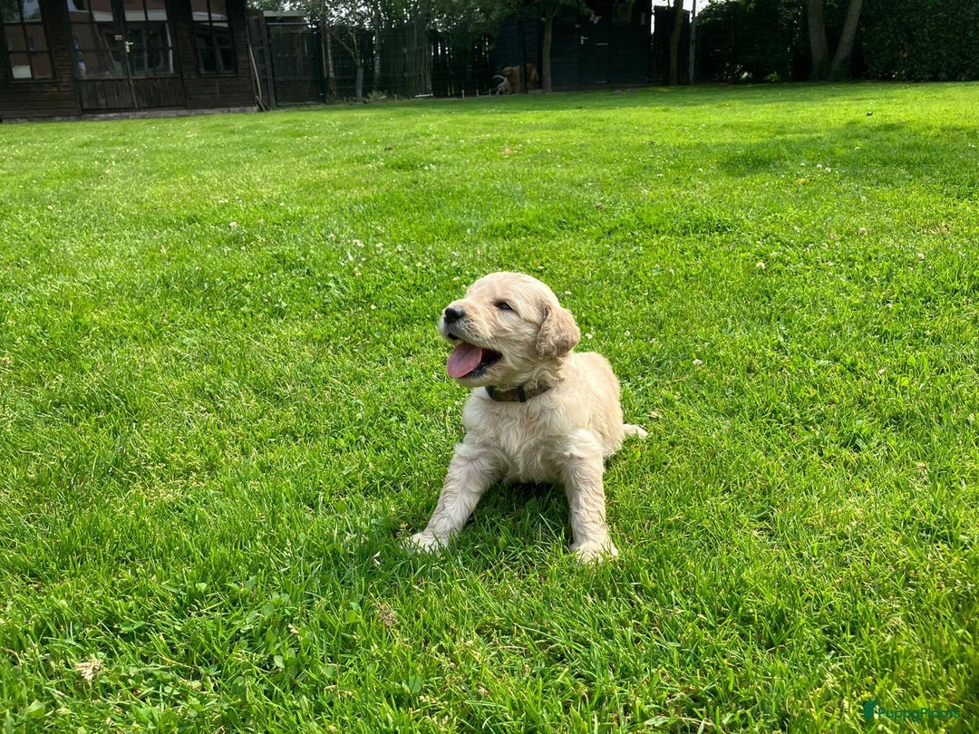 Goldendoodle honden te koop: F1 Goldendoodle pups - Afbeelding 9