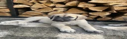 Kruising honden te koop: Golden retriever kruising pup beschikbaar  - Advertentie 1