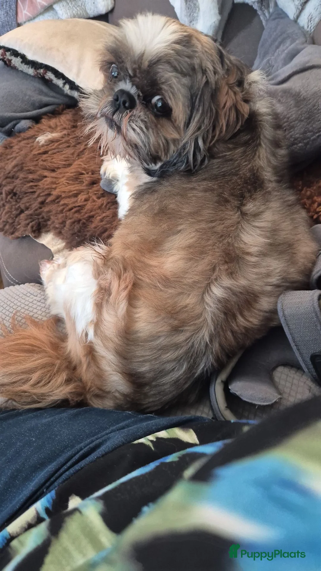 Shih Tzu honden te koop: Shoh tzu pup reu - Advertentie 2