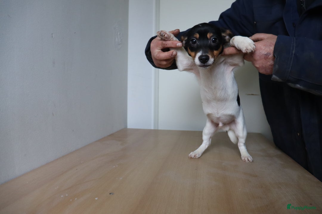 Jack Russel Terriër honden te koop: Mega Mooie jacks te koop - Advertentie 3