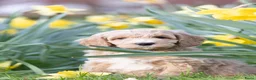 Labradoodle honden te koop: Lieve labradoodles  - Advertentie 8