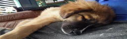 Kruising honden te koop: Kiara zoekt nieuwe huis in Wateringen - Advertentie 3