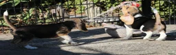Beagle honden te koop: Beagle pups beschikbaar  - Advertentie 8