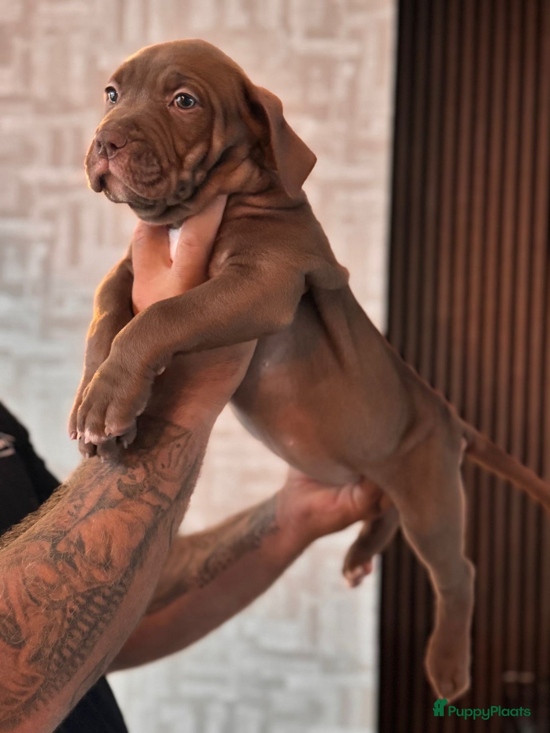 Amerikaanse Bully honden te koop: Prachtige American bully xl  - Afbeelding 2