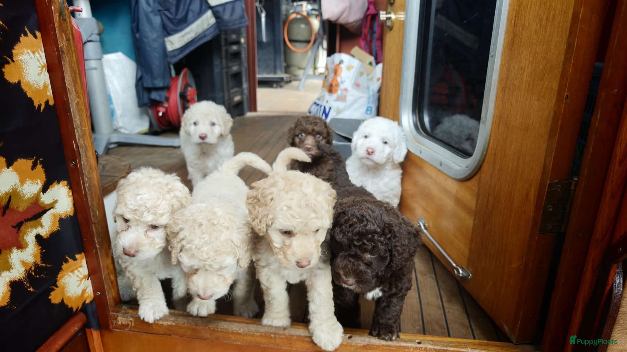 Spaanse Waterhond honden Echte schip-pups vanaf het Lauwersmeer! 🐾⛵ - Advertentie 14