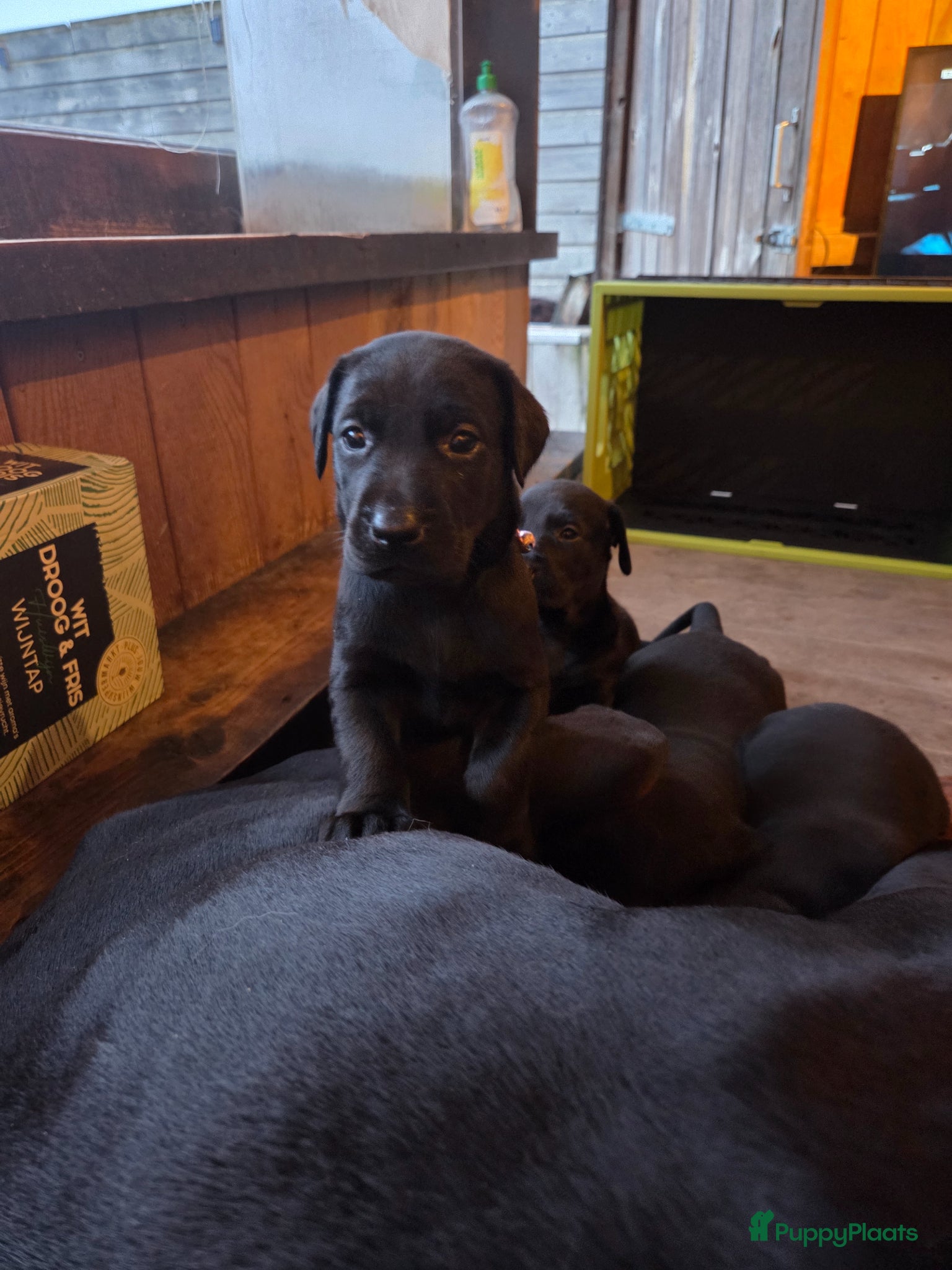 Kruising honden te koop: Te koop Doberman × pups - Advertentie 4