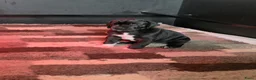 Duitse Dog honden te koop: Duitse dog teefje - Advertentie 9