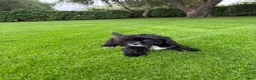 Kruising honden te koop: Boomer x Poedel (Boompoo) pups - Advertentie 14
