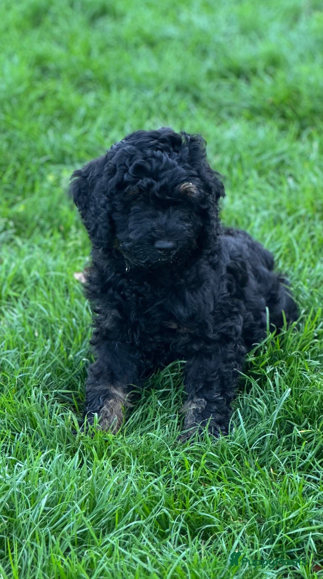 Australian Labradoodle honden Australian labradoodle puppy’s  - Advertentie 3