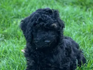 Australian Labradoodle honden Australian labradoodle puppy’s - Advertentie 3